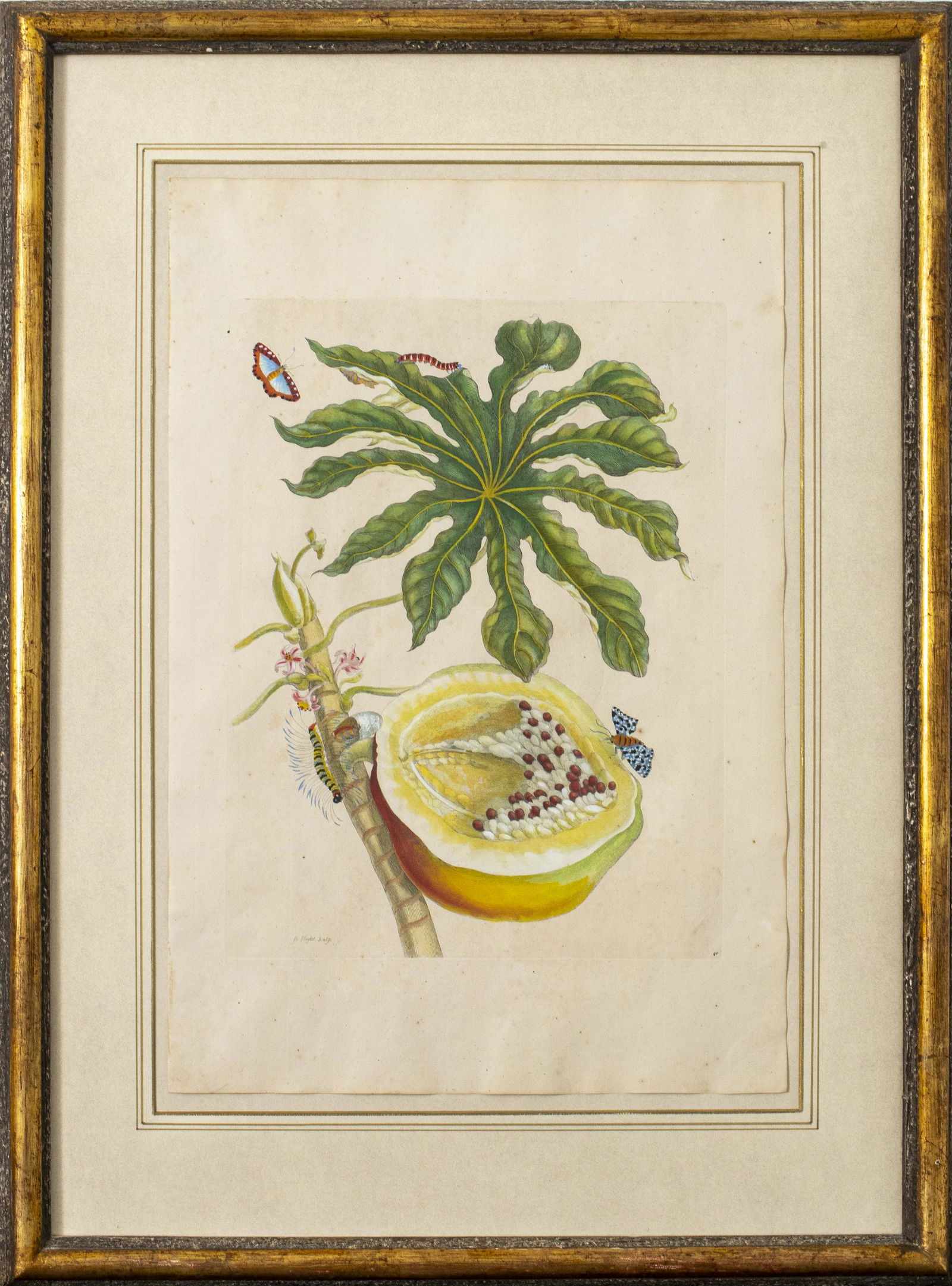 Pieter Sluyter Botanical Hand-Colored Engraving (1 of 10)