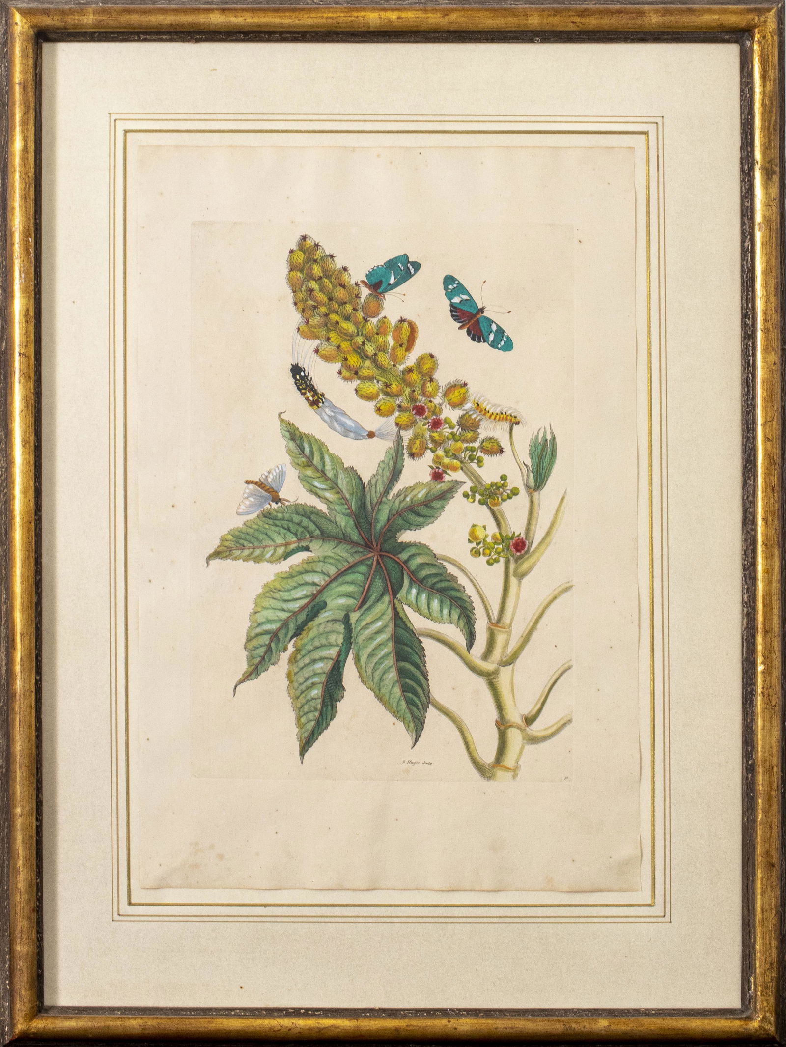 Pieter Sluyter Botanical Hand-Colored Engraving (1 of 10)