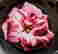 item-129551732=2