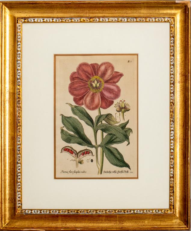 Basilius Besler Botanical Hand Colored Lithograph (1 of 13)