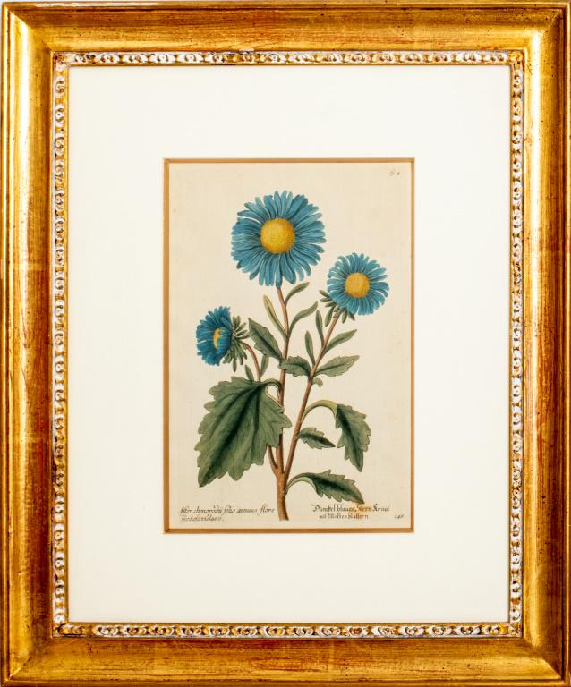 Basilius Besler Botanical Hand Colored Lithograph (1 of 12)