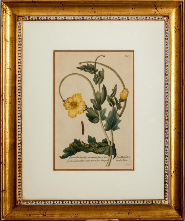 Basilius Besler Botanical Hand Colored Lithograph (1 of 13)