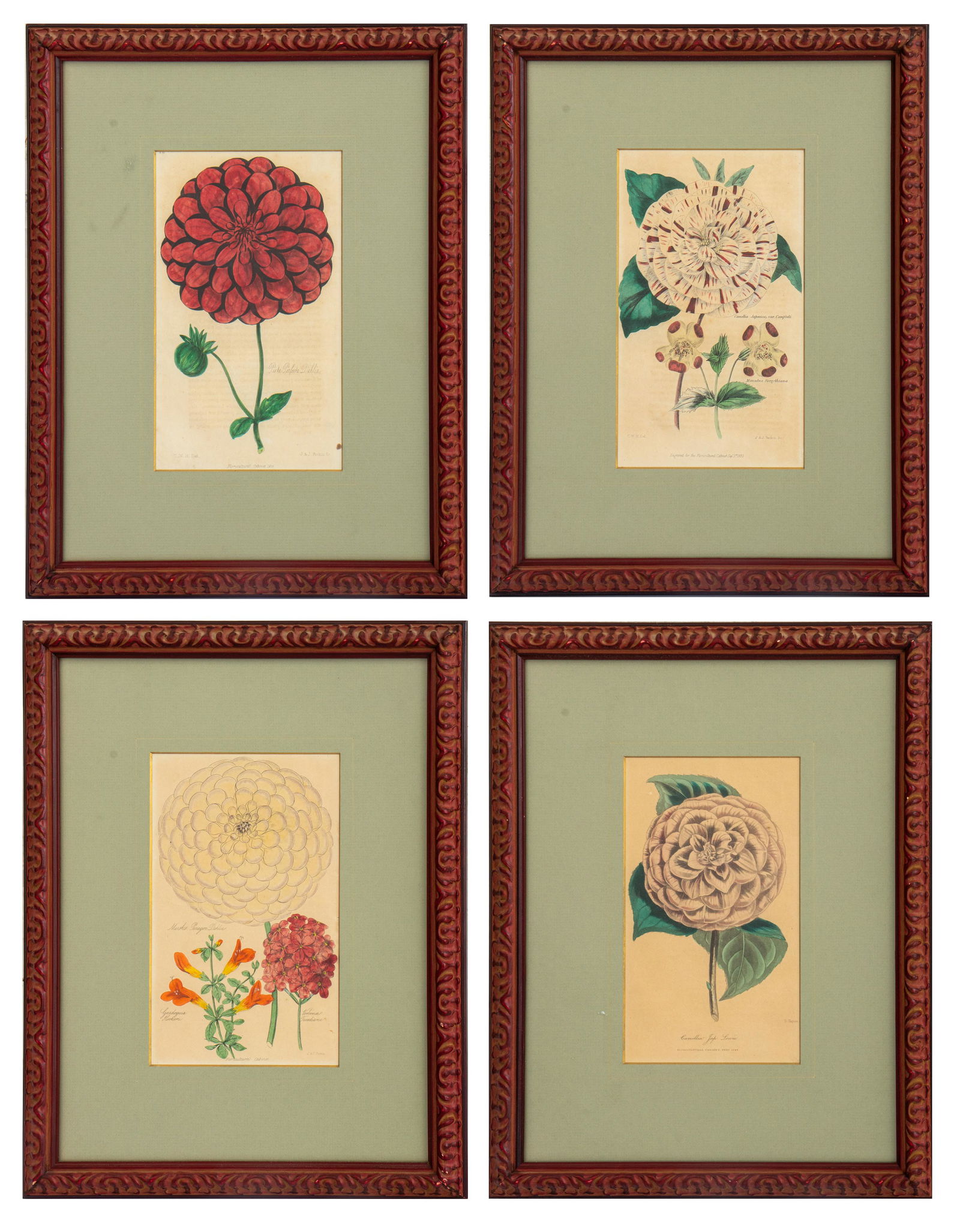 Hand Colored Botanical Engraving, 4 (1 of 15)