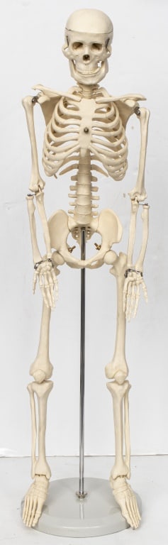 Anatomical Model of a Human Skeleton (1 of 6)