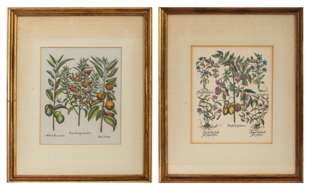 Basilius Besler Manner Botanical Prints, 2 (1 of 17)