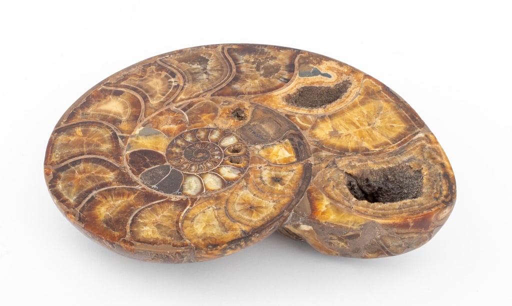 Large Ammonite Fossil Specimen (1 of 11)
