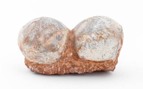 Fossilized Dinosaur Eggs, 2: Two Fossilized Dinosaur Eggs. 5" H x 10" W x 6.5" D. Keywords: Dinosaur eggs, Prehistoric, Fossils