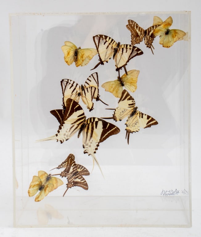 Marshell Hill Butterfly Specimen Box, 1984 (1 of 9)