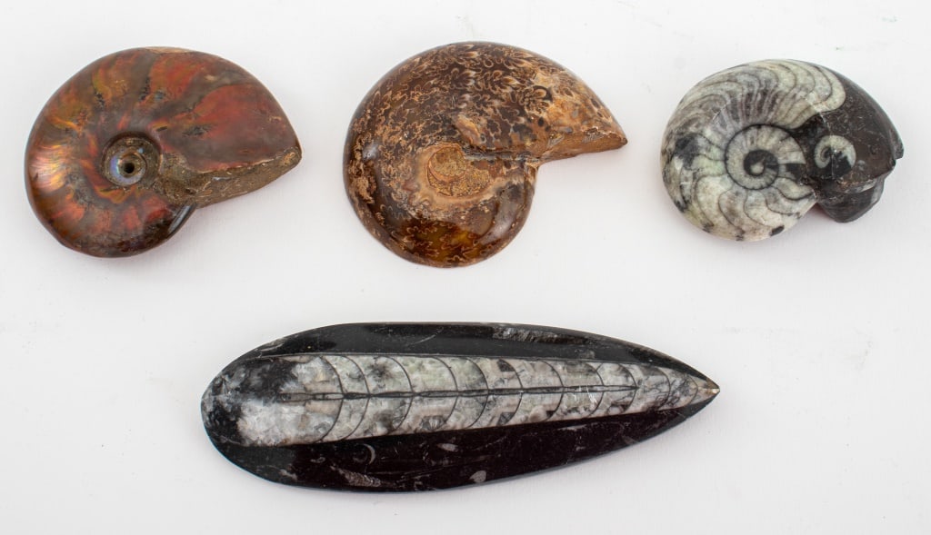 Polished Ammonite & Orthoceras Fossils, 4 (1 of 6)