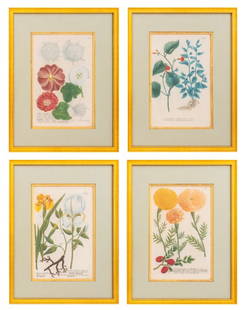 After Johann Weinmann Botanical Engravings, 4: Group of Four Botanical Engravings After Johann Wilhelm Weinmann (German, 1683-1741), hand-colored mezzotints on paper, from Phytanthoza Iconographia, gilt wood frames. Each image: 13.5" H x 9" W; fra