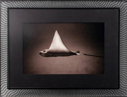 Henry Horenstein "Bullnose Ray" Sepia Photograph: Henry Horenstein (American, b. 1947), "Bullnose Ray", Photograph in Sepia Tones, depicting a stingray creature in motion, clear acrylic frame with black wavy line design. Image: 11" H x 17" W; frame: