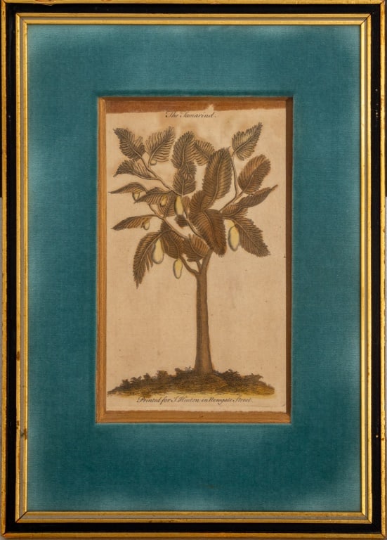 John Hinton "The Tamarind" Hand-Colored Engraving (1 of 7)