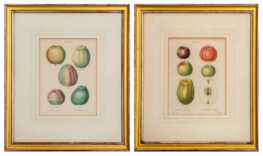 Pancrace Bessa Botanical Fruit Engravings, 2 (1 of 13)