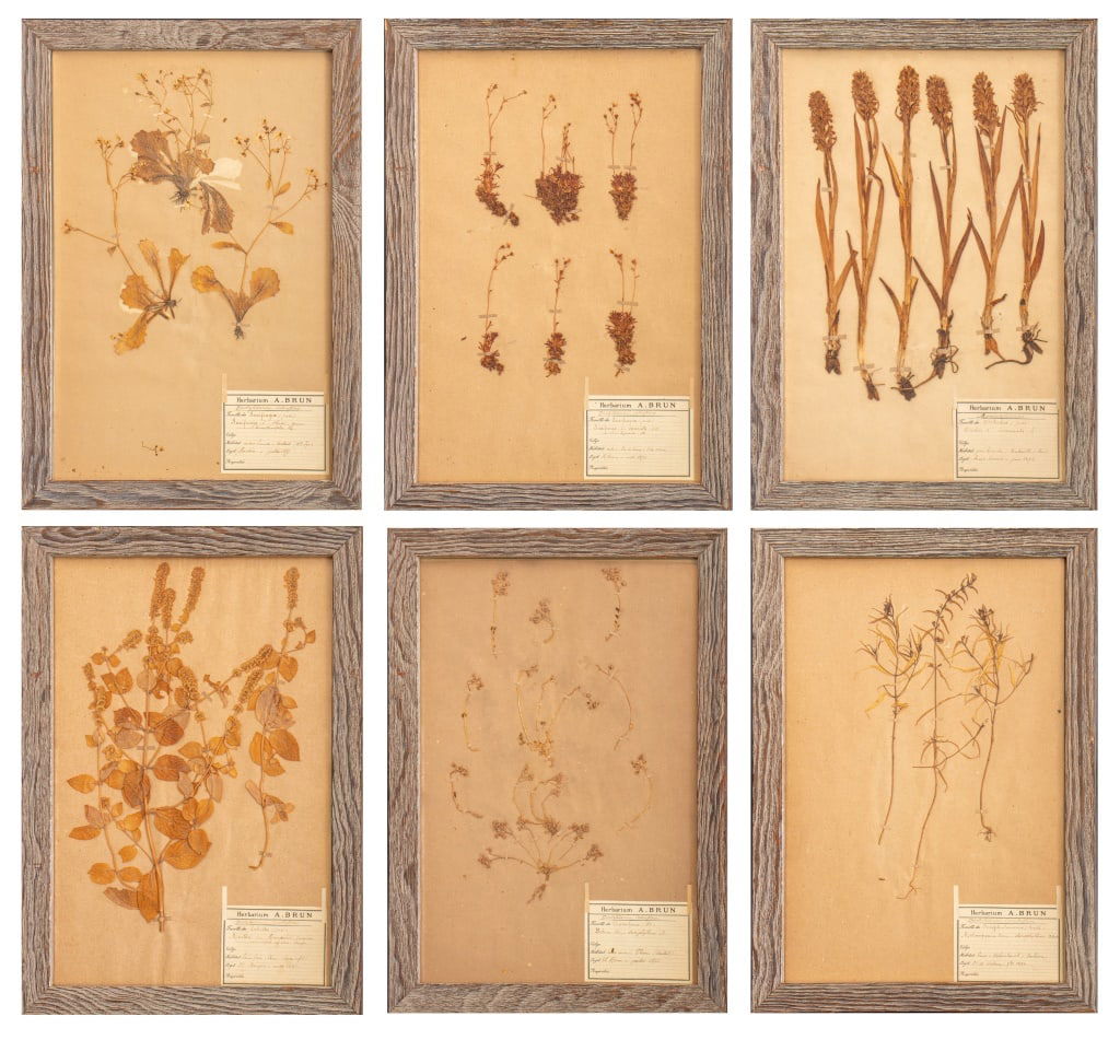Framed Dried Flower & Plant Specimens, 6 (1 of 17)