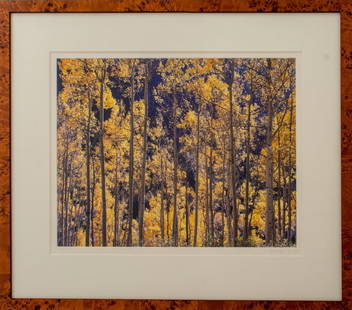 Christopher Burkett Birches Cibachrome Photograph: Christopher Burkett (American, b. 1951), Birches, Cibachrome Photograph, showing a stand of birches with leaves turning, signed in pencil lower right on mat, framed in birch wood burl frame. Image: