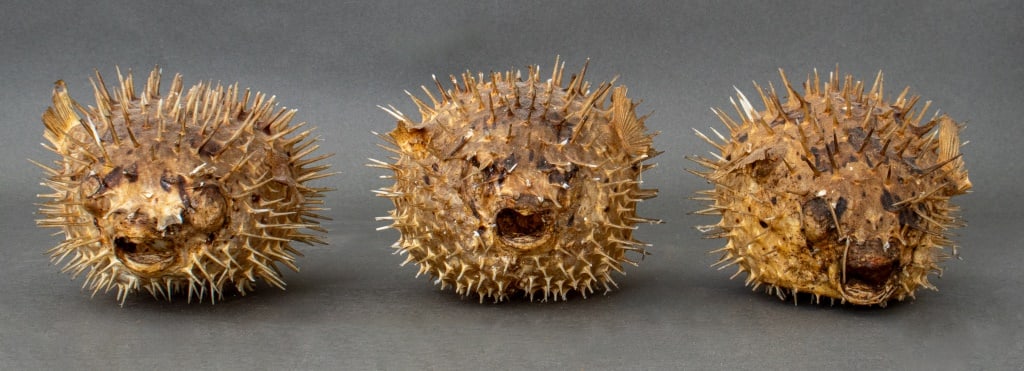 Preserved Dried Puffer Fish Specimens, 3 (1 of 9)