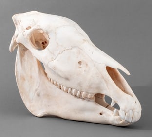 African Zebra Complete Skull