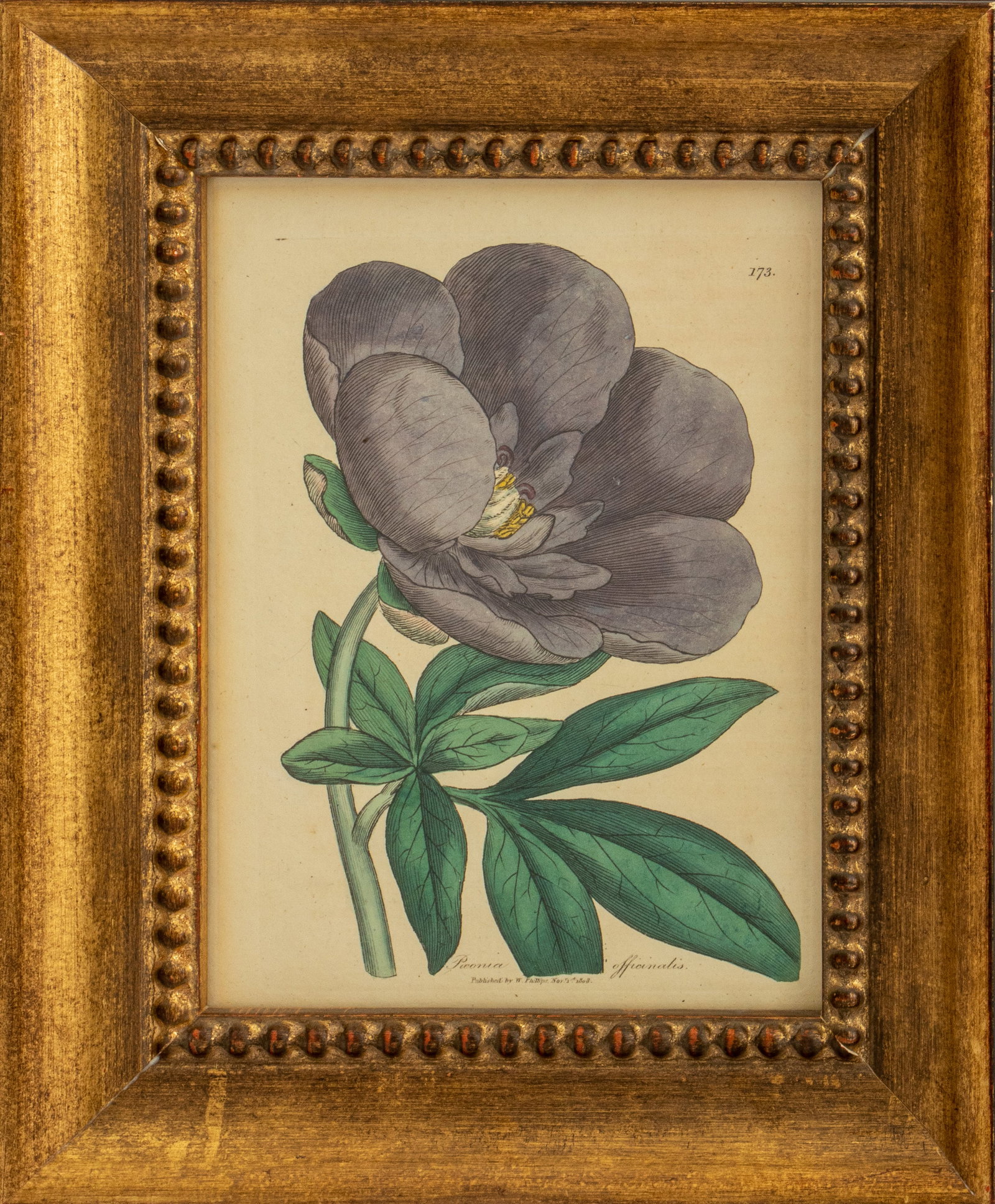 Botanical Hand-Colored Engraving, 1803 (1 of 9)