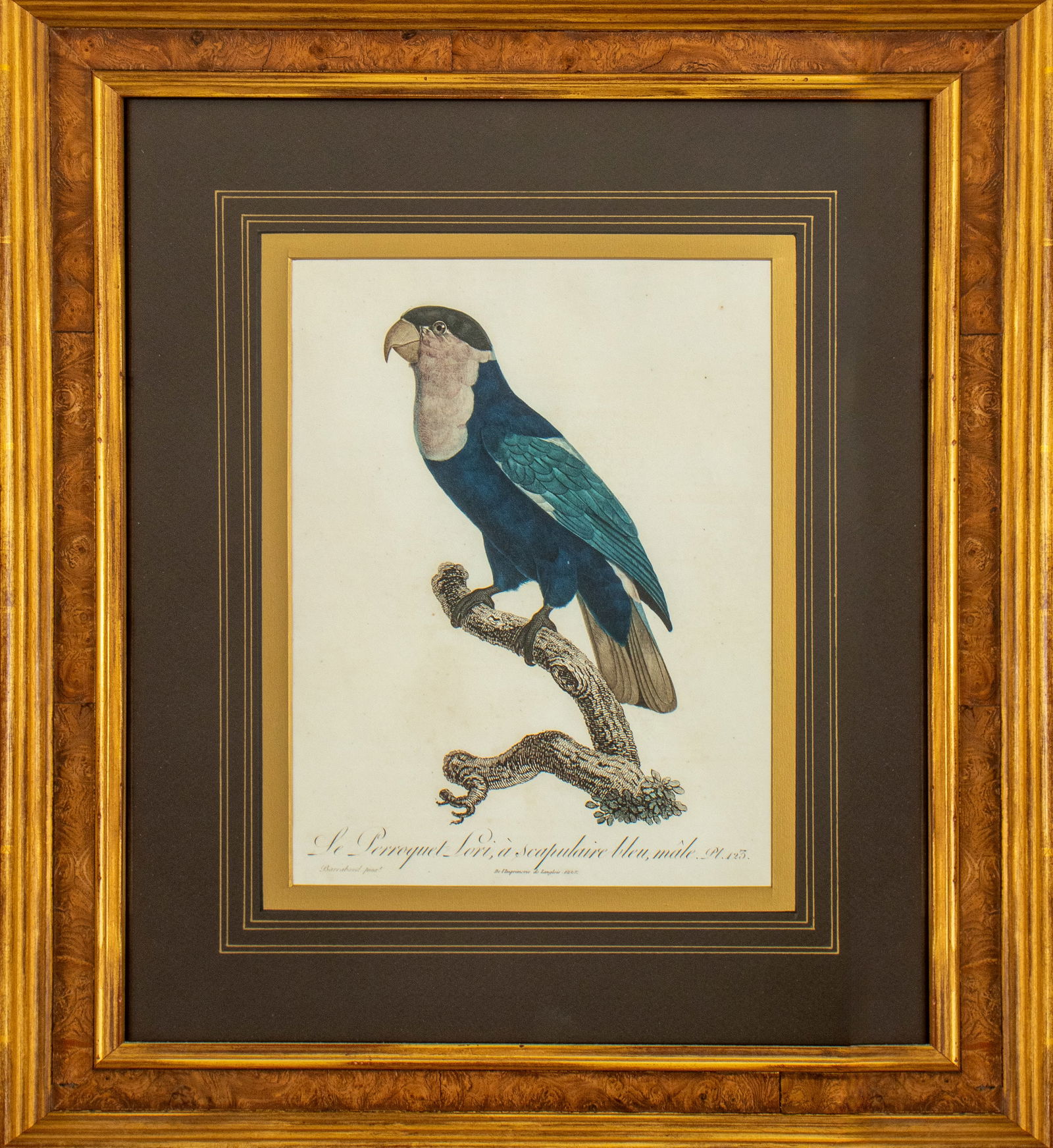 Jacques Barraband Perroquet Hand-Colored Etching (1 of 8)