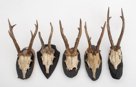 Roe Buck Antler Mounts, 5