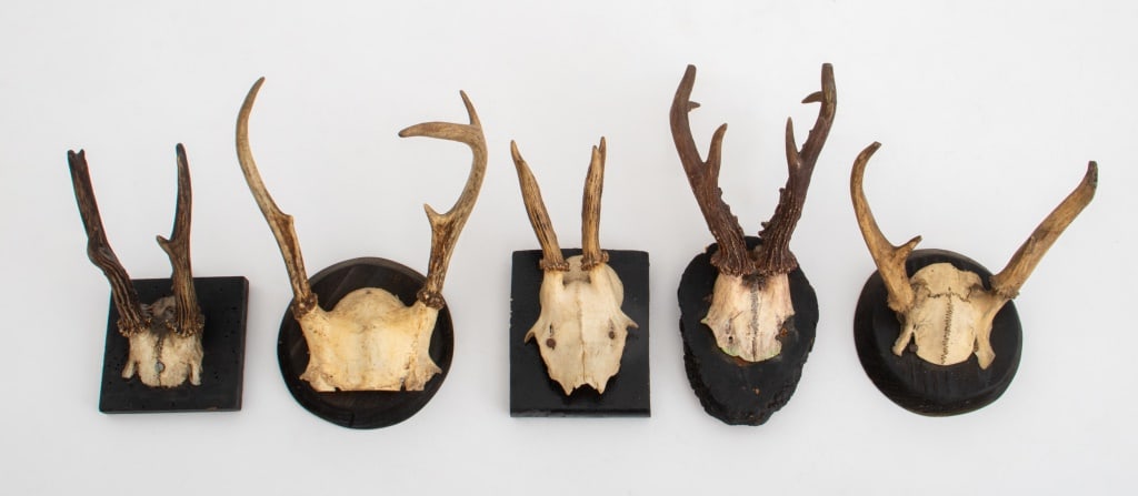 Roe Buck Antler Mounts, 5 (1 of 8)