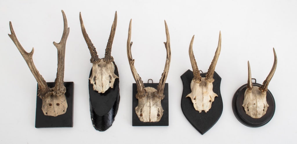 Roe Buck Antler Mounts, 5 (1 of 10)