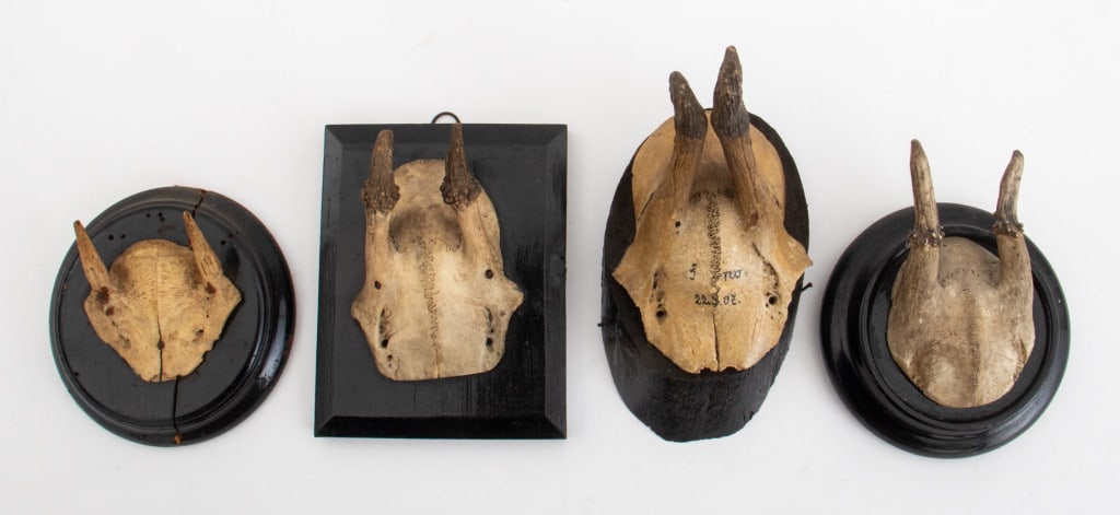 Roe Deer Antler Mounts, 4 (1 of 9)