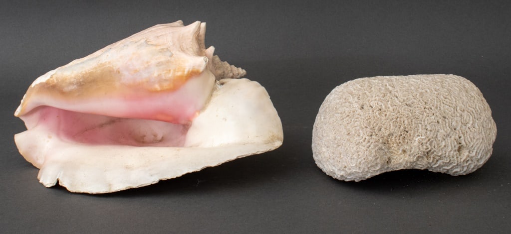 Conch Shell and White Coral Specimen, 2 (1 of 8)