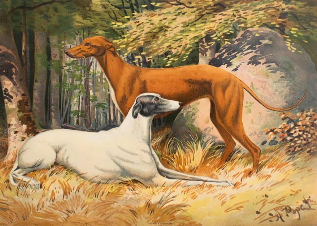 Alexander Pope, Jr. Greyhounds Chromolithograph (1 of 5)