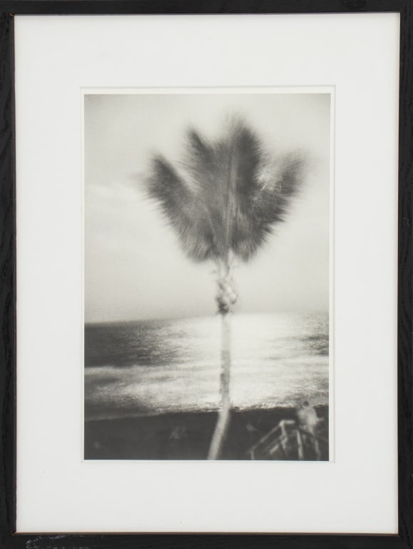 Joan Liftin "Palm Tree..." Gelatin Silver Print (1 of 5)