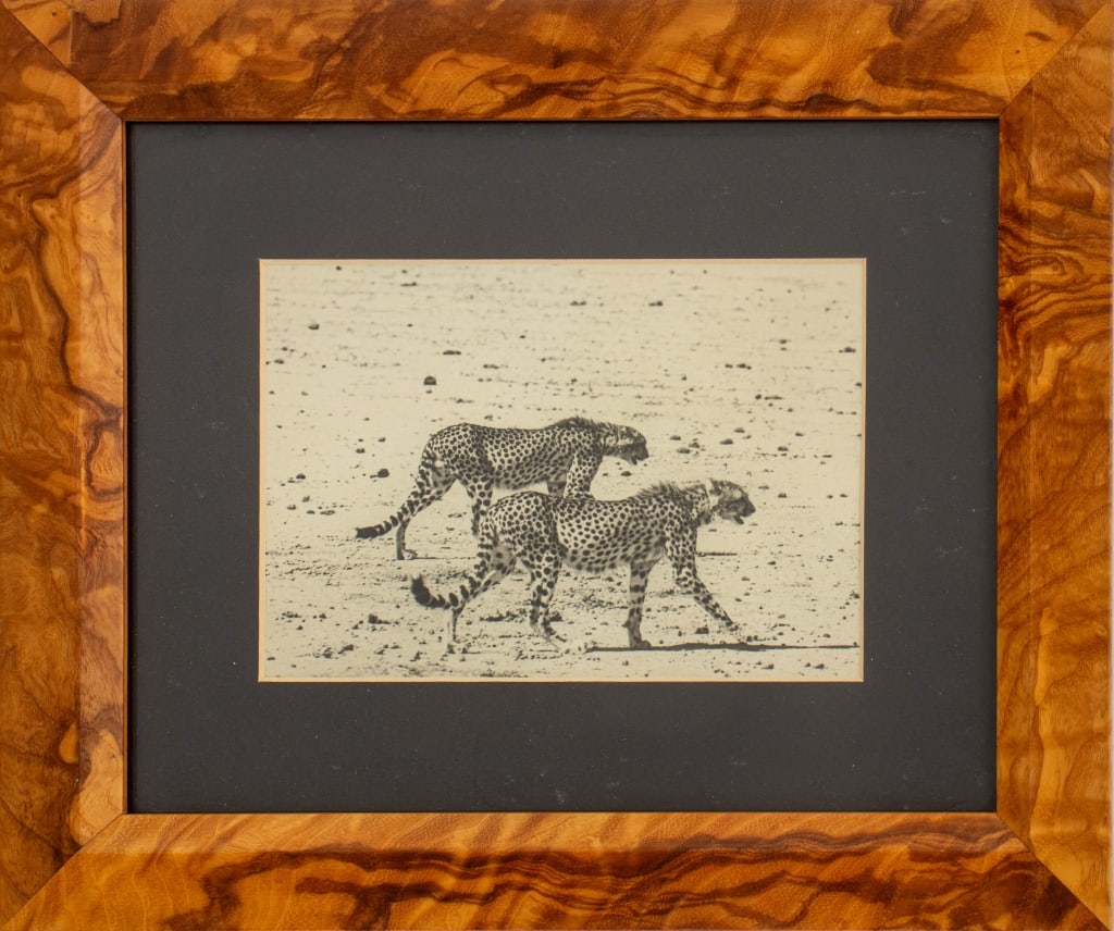 After Peter Beard "Hunting Cheetahs..." Photograph: After Peter Beard (American, 1938-2020), "Hunting Cheetahs on the Taru Desert, Kenya", Photograph, 20th century, apparently unsigned, burl wood frame. Image: 4.75" H x 6.5" W; frame: 10" H x 12" W. Ke