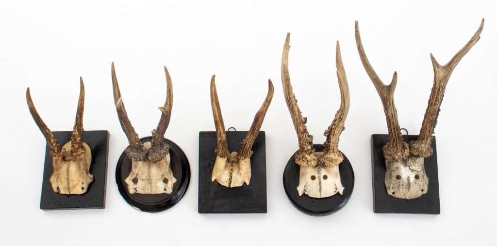 Roe Buck Antler Mounts, 5 (1 of 9)