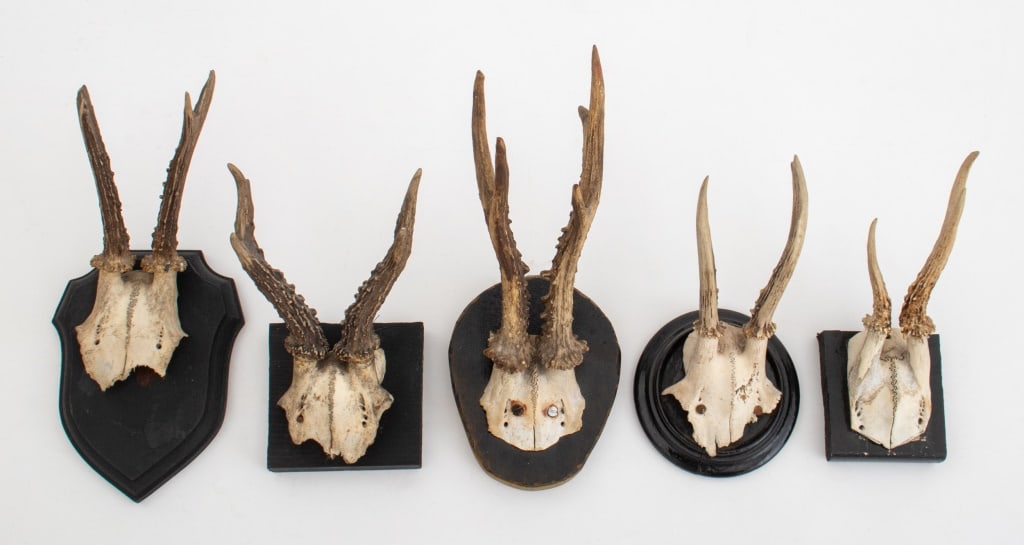 Roe Buck Antler Mounts, 5 (1 of 8)