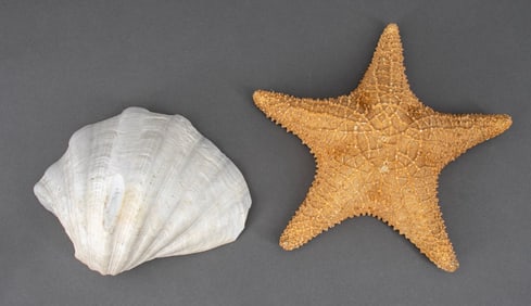 Large Crustacean Articles, 2