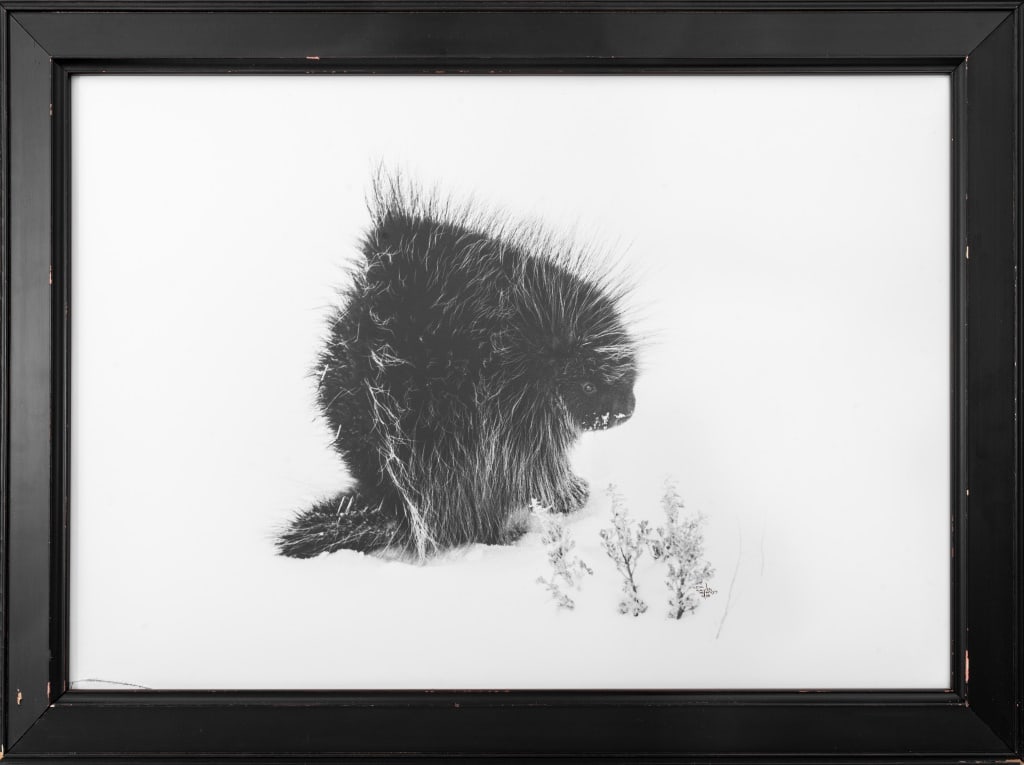 Steve Snyder Porcupine in Winter Photograph, 1988 (1 of 5)