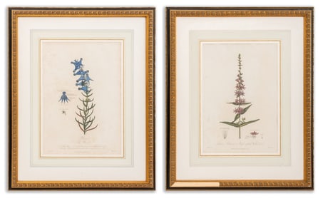 Thomas Warner Botanical Engravings, Pair