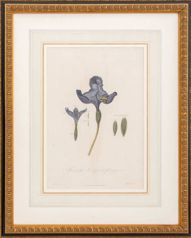 Robert Dunkarton "Iris.." Hand-Colored Engraving (1 of 4)