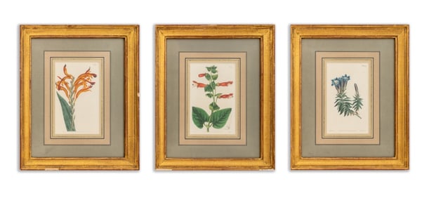 English Botanical Hand-Colored Engravings, 3