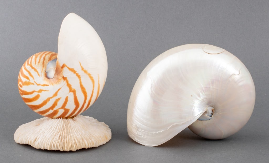Nautilus Shell Specimens, 2 (1 of 14)