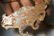 149: Chinese Jade Beaded Necklace w/ Fish Pendant - 10