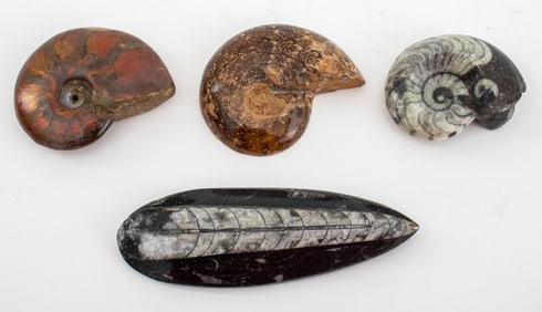 Polished Ammonite & Orthoceras Fossils, 4