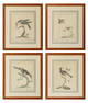 Severio Manetti Ornithological Engravings, 4