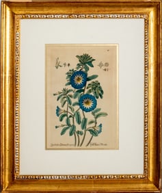 Basilius Besler Botanical Hand-Colored Lithograph