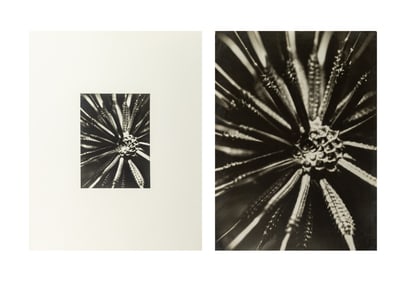 Willy Kessels "Microphotographie" Silver Print