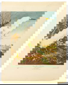 After John Audubon "Snowy Heron" Offset Lithograph