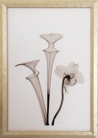 Don Dudenbostel Botanical X-Ray Print