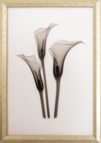 Don Dudenbostel Botanical X-Ray Print