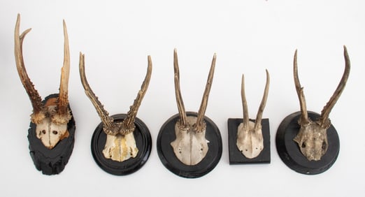 Roe Buck Antler Mounts, 5