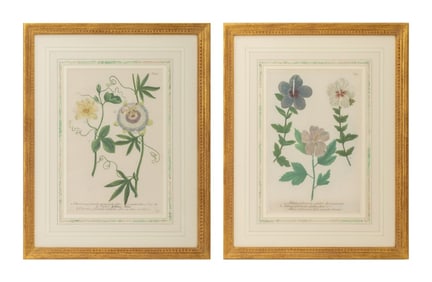 Johann Weinmann Botanical Mezzotints, 2