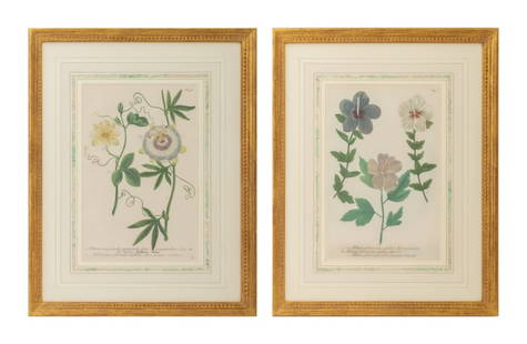 Johann Weinmann Botanical Mezzotints, 2: Johann Wilhelm Weinmann (German, 1683-1741), Two Botanical Hand-Colored Mezzotints, from Phytanthoza Iconographia, 18th century, comprising: "Clematis", numbered in plate "N. 396" top right corner and